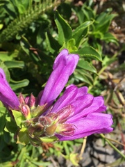 Penstemon cardwellii