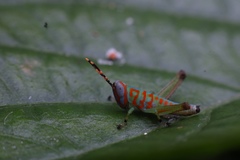 Pirithoicus ophthalmicus