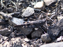 Trimerotropis fontana