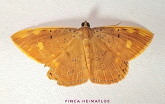 Palyas leprosa