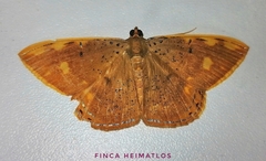 Palyas leprosa