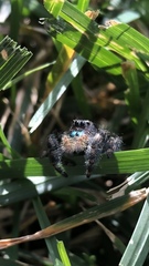 Phidippus audax