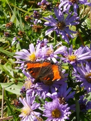 Aglais milberti viola