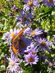 Aglais milberti viola