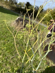 Foeniculum