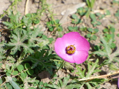 Modiolastrum gilliesii