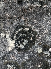 Placynthium stenophyllum