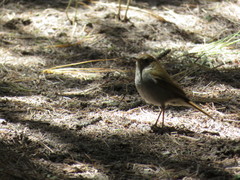 Catharus occidentalis