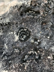 Placynthium stenophyllum