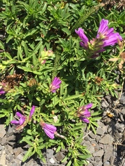 Penstemon cardwellii