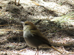 Catharus occidentalis