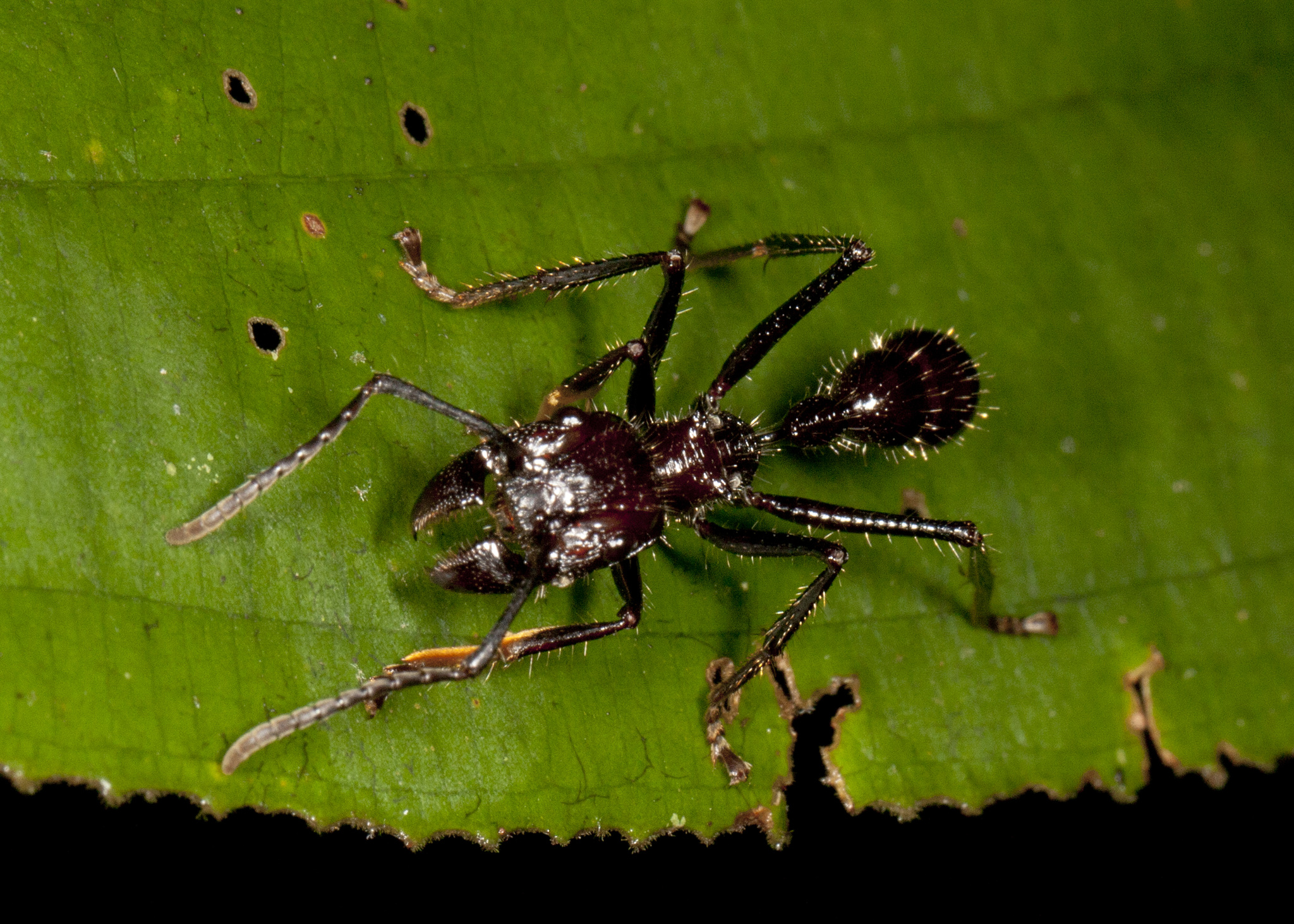Paraponera clavata