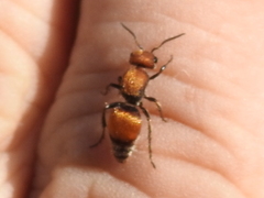 Pseudomethoca propinqua