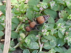 Pseudomethoca propinqua