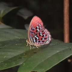 Paralaxita
