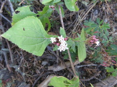 Stevia triflora