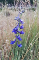 Delphinium gracile