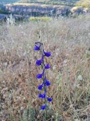 Delphinium gracile