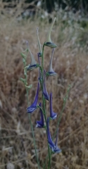 Delphinium gracile