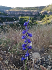 Delphinium gracile