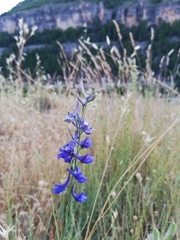 Delphinium gracile
