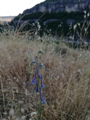 Delphinium gracile