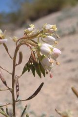 Chylismia claviformis claviformis