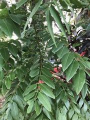 Styphnolobium
