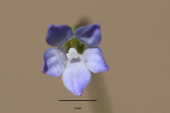 Wahlenbergia gracilenta