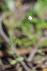 Wahlenbergia gracilenta