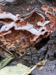 Merulius tremellosus