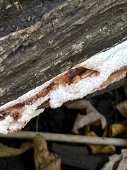 Merulius tremellosus