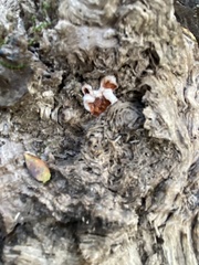 Merulius tremellosus