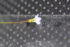 Wahlenbergia gracilenta
