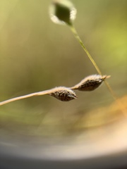 Kellochloa brachyantha