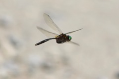 Somatochlora walshii