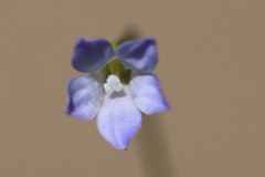 Wahlenbergia gracilenta