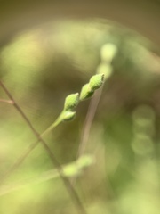 Kellochloa brachyantha
