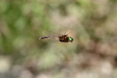 Somatochlora walshii