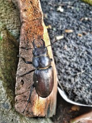Lucanus tetraodon