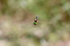 Somatochlora walshii