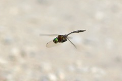 Somatochlora walshii