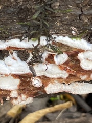 Merulius tremellosus