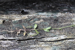 Wahlenbergia gracilenta