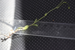 Wahlenbergia gracilenta