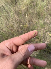 Kellochloa brachyantha