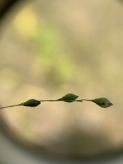 Kellochloa brachyantha