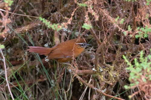 White-browed Spinetail