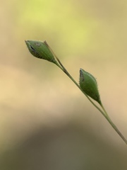 Kellochloa brachyantha