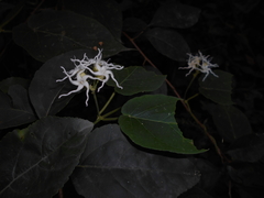 Oxypetalum